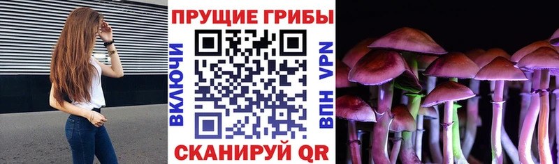 Купить  Углич  Псилоцибиновые грибы мицелий 